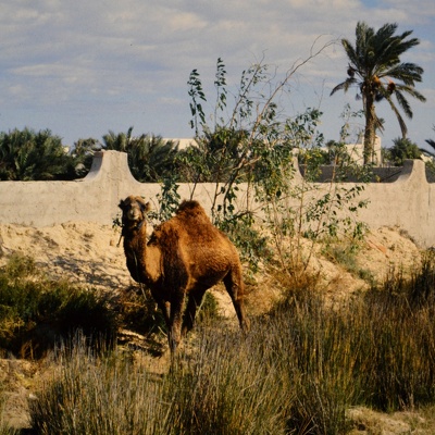 Djerba mit Mäxle und Volker (DIAs)